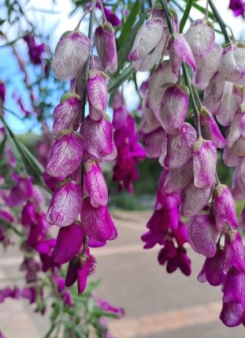Polygala virgata var. virgata stalked flowers drooping